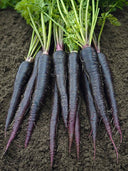 Blackish Purple Carrot Seeds, Pack of 380