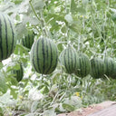 'Super Sweet 2K' Watermelon, 10 Seeds