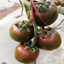 'Coffee Strawberry' Tomato Seeds, 100 Seeds