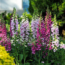 Hybrid Beardtongue Seeds, 200 Seeds