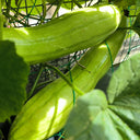 Green-veined Oriental Pickling Melon Seeds, 50 Seeds