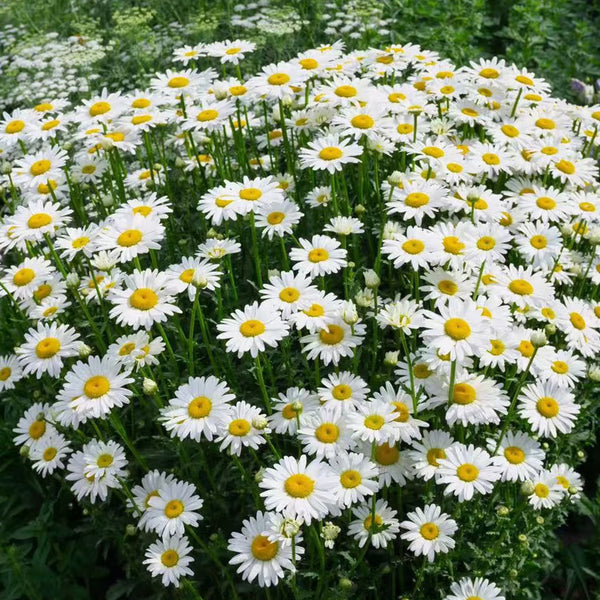 White Max Chrysanthemum, 600 Seeds