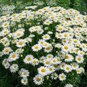 White Max Chrysanthemum, 600 Seeds