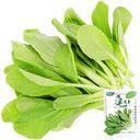 Tender Baby Bok Choy Seeds, 50g