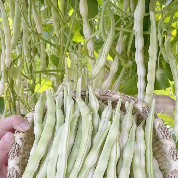 Huajun No.9 Kidney Bean Seeds, 10g