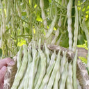 Huajun No.9 Kidney Bean Seeds, 10g