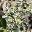 Snow-on-the-Mountain, 100 Seeds
