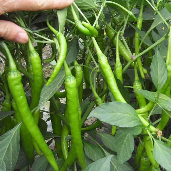 Hangjiao No.1 Pepper Seeds, 100 Seeds