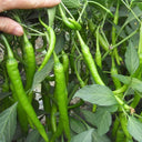 Hangjiao No.1 Pepper Seeds, 100 Seeds