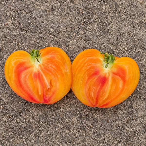 407 Cœur de Zèbre Abricot Tomato, 5 Seeds