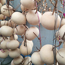 Small Apple Gourd, 10 Seeds