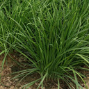 Purple-rooted Chinese Chives Seeds, 5 × 5g Bags