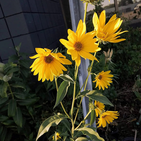 Maximilian Prairie Sunflower, 200 Seeds