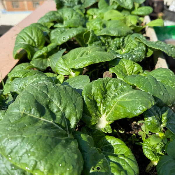 Hong Kong Milky Pak Choi Seeds, 20g