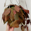 Hoya caudata 'Big Green Leaf', 1 Cutting