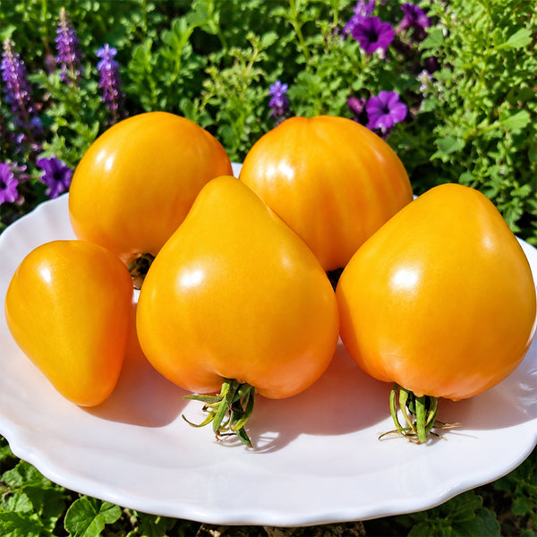 124 Dwarf Gloria's Treat Tomato, 5 Seeds