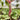 ALTO Long-shaped Red Garden Beet Seeds, 200 Seeds