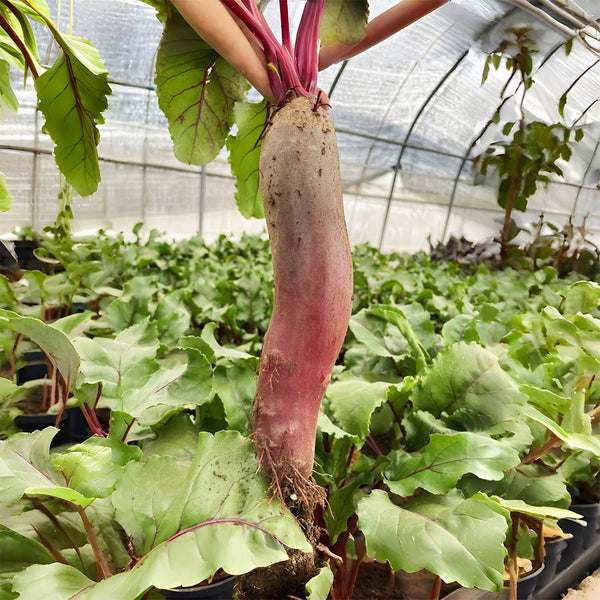 ALTO Long-shaped Red Garden Beet Seeds, 200 Seeds