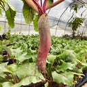 ALTO Long-shaped Red Garden Beet Seeds, 200 Seeds