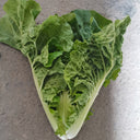 Early Royal Beijing Cabbage Seeds, 20g