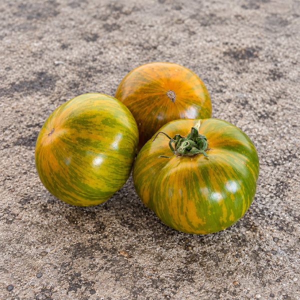 412 Dwarf Jeremy's Stripes Tomato, 5 Seeds