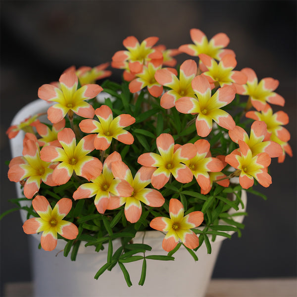 Oxalis Candy Box Series - 'Orange', 1 Bulb