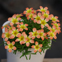 Oxalis Candy Box Series - 'Orange', 1 Bulb