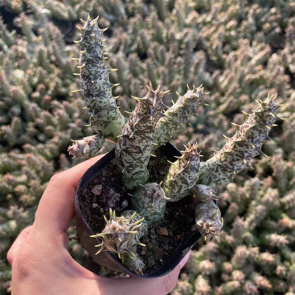 3-4Pcs Caralluma hesperidum, 3-4cm
