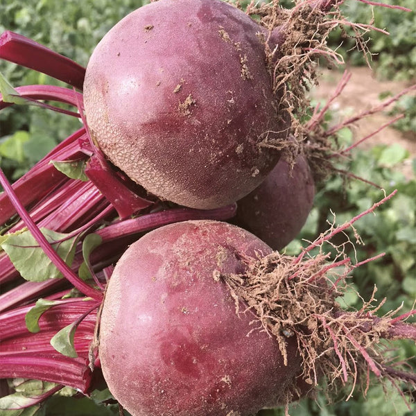 Dutch Red Beetroot Seeds, 2g
