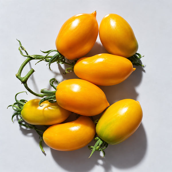 391 Sofia's Golden Pear Tomato, 5 Seeds