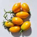 391 Sofia's Golden Pear Tomato, 5 Seeds