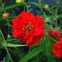Crimson Ocean Avens Seeds, 200 Seeds
