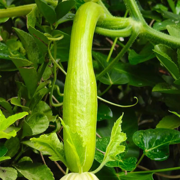 Giant Kan Gua Squash, 10 Seeds