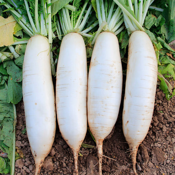 'Nanpanzhou' Radish Seeds, 20g