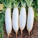 'Nanpanzhou' Radish Seeds, 20g