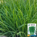 Fine-Leaf Snow Leek Seeds, 10g