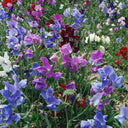 Royal Symphony' Sweet Pea Mixed Seeds, 100 Seeds