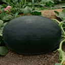 'Black Tyrant' Super-sweet Watermelon Seeds