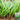 Shandong Red-Root Leek Seeds, 30g