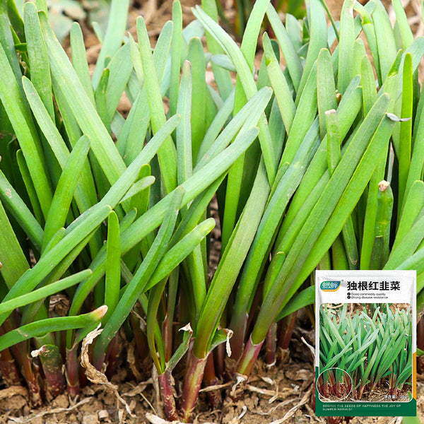 Shandong Red-Root Leek Seeds, 30g