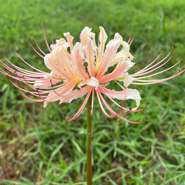 Lycoris squamigera 'White Chunxiao', 1 Bulb