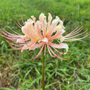 Lycoris squamigera 'White Chunxiao', 1 Bulb