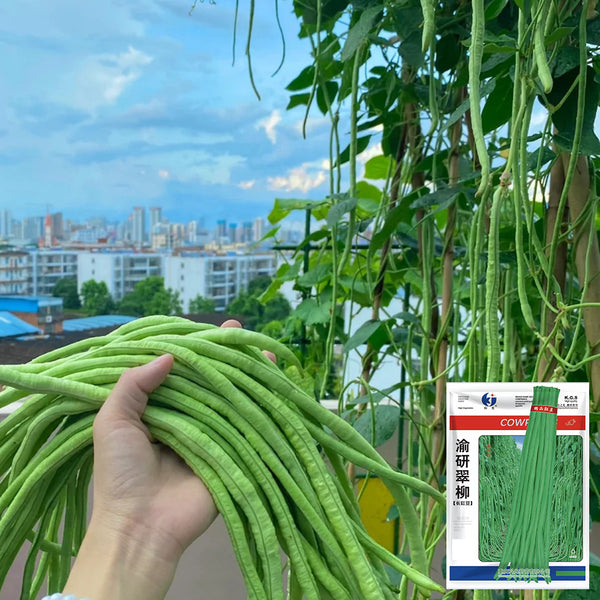 Yuyan Cuiliu Cowpea Seeds, 100g