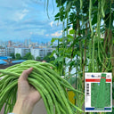 Yuyan Cuiliu Cowpea Seeds, 100g