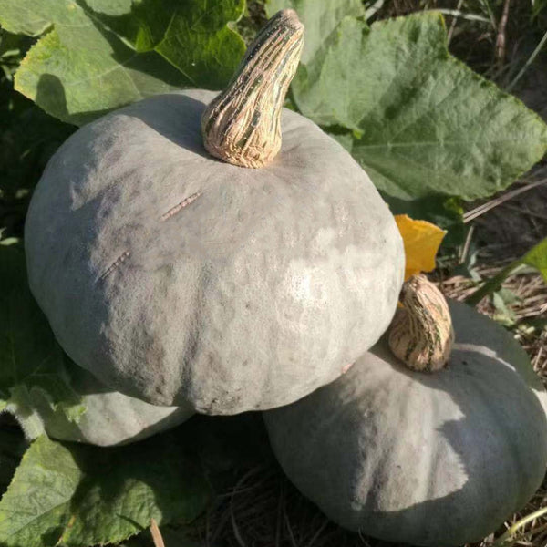 Silver Chestnut Pumpkin Seeds, 10 Seeds