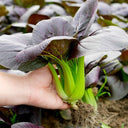 Purple Bok Choy Seeds, 5g