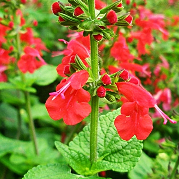 Red Flowering Sage, 500 Seeds