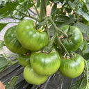 Xingchi Big Strawberry Tomato, 10 Seeds