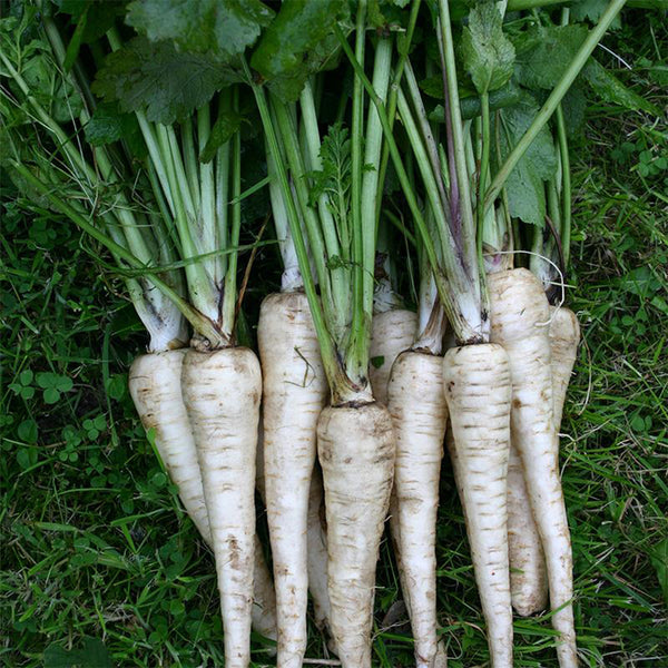 Parsnip, 200 Seeds