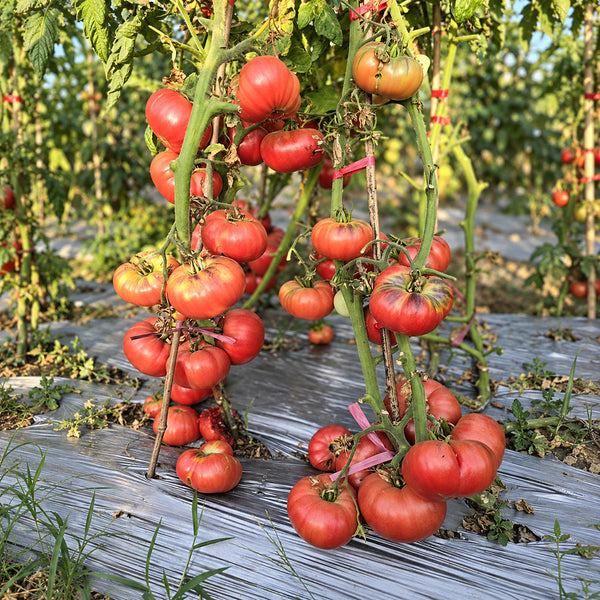 197 Mlle Foriers Tomato, 5 Seeds